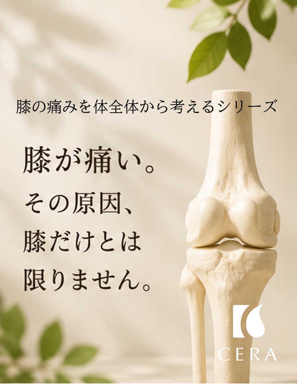 「膝の痛みを体全体から考えるシリーズ」【膝が痛いのは、年齢のせい？」天然ビタミンEオイル「セラリキッド」／セラストア・ビタミンEマッサージ「久我山セラマッサージ治療院」